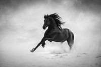 Cheval frisé au galop | noir et blanc | photographie de cheval