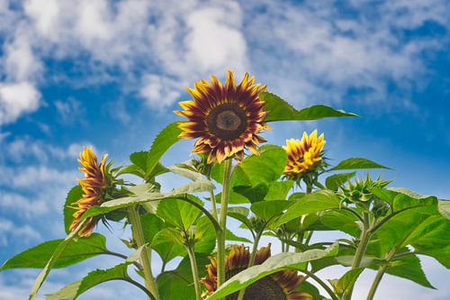 Kleurrijke zonnebloemen met een blauwe  lucht en witte wolken lucht