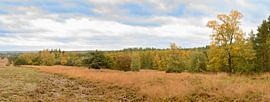 Panoramablick über die Loenermark im Naturpark Veluwe von Sjoerd van der Wal Fotografie