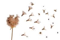 Scabiosa-Samenzwiebel