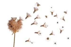 Bulbe de graines de Scabiosa