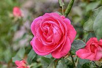 Rose im Abendlicht