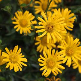 Die Doronicum orientale (gelbe Blüten) von Elke Dag Een Foto