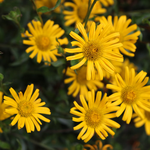 The doronicum orientale (yellow flowers)