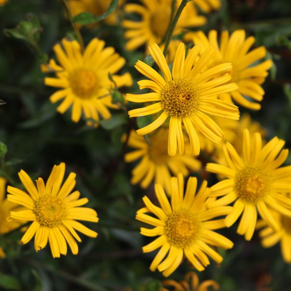 The doronicum orientale (yellow flowers) by Elke Dag Een Foto