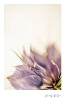 Flower Wisdom