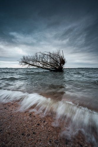 Fallen tree