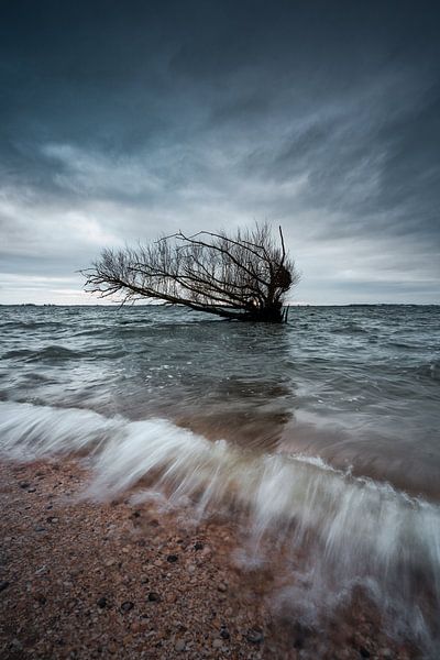 Fallen tree by Björn van den Berg