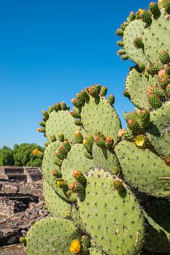 Cactus van Guenter Purin