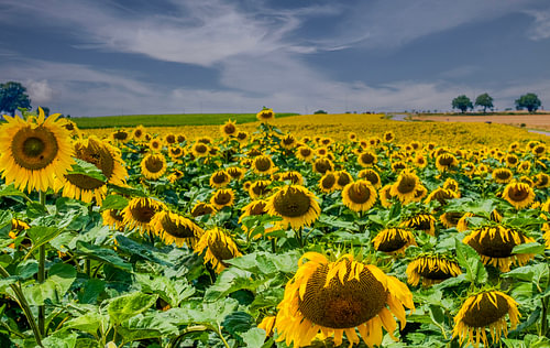Zonnebloemen