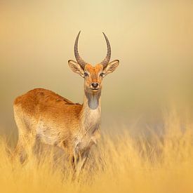 Elegante Letschwe antilope im goldenen Grasland von Chris Stenger