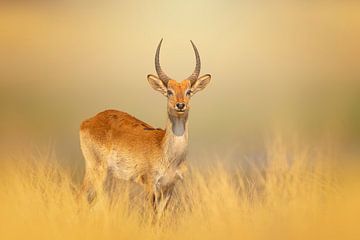Elegante Letschwe antilope im goldenen Grasland von Chris Stenger