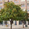 Gelbes Fahrrad unter orangefarbenem Baum in Valencia von Minimalistic Travel Photography by.Rieneke