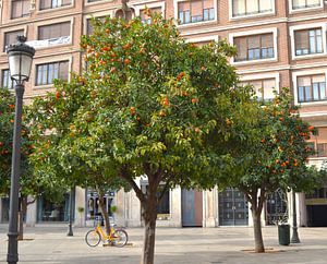 Gelbes Fahrrad unter orangefarbenem Baum in Valencia
