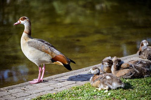 Egyptische gans met kuikens