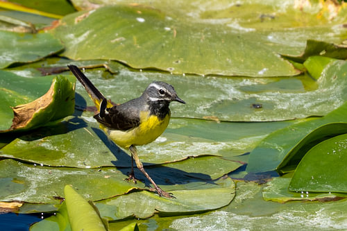 Grey Wagtail Walking on Floating Vegetation