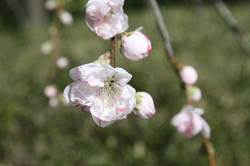 Cherry Blossom Japan