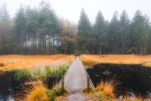 Nebel im Wald von Bakkeveen