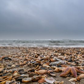 Strand vol met schelpen en zeesterren van Inge Heeringa