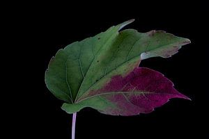 Blatt