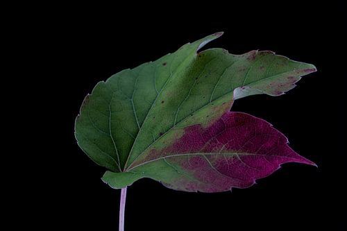 Des feuilles colorées sur Ralf Hickmann