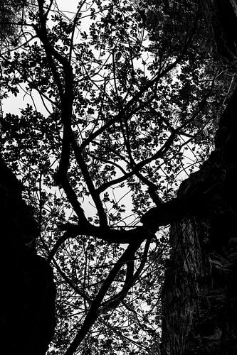 Abstracte natuur in zwart-wit