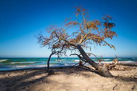 Tree on shore of the Baltic Sea by Rico Ködder