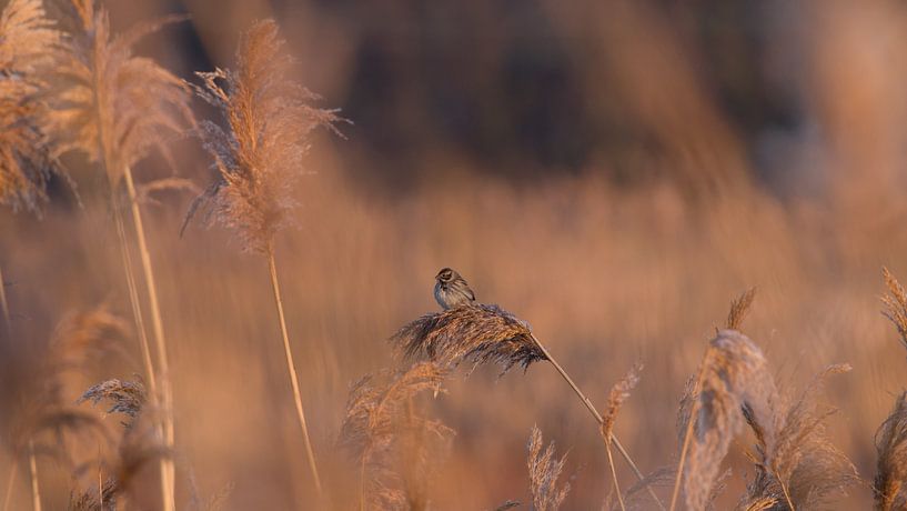 Rietveld bij zonsopkomst van Jan Jongejan