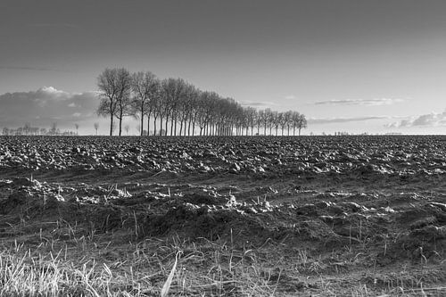 Bomenrij langs de Sint Pietersdijk, zuidelijk van Sluis. van Nico de Lezenne Coulander