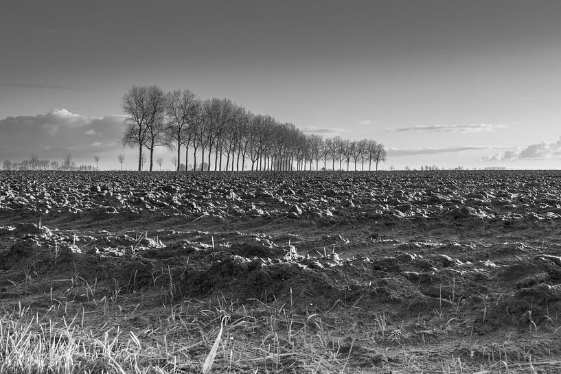 Bomenrij langs de Sint Pietersdijk, zuidelijk van Sluis. van Nico de Lezenne Coulander