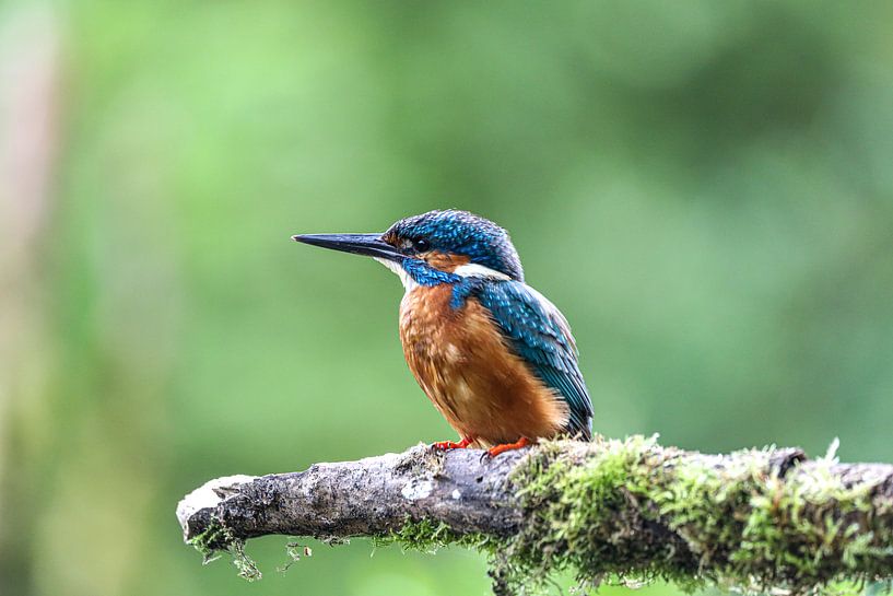 Kingfisher by Marcel Hillebrand