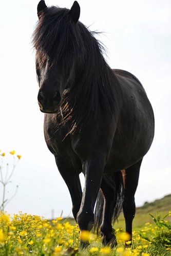 Black Beauty in een veld vol bloemen