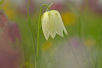 Wilde kievitsbloem