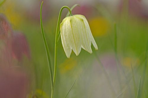 Wilde kievitsbloem