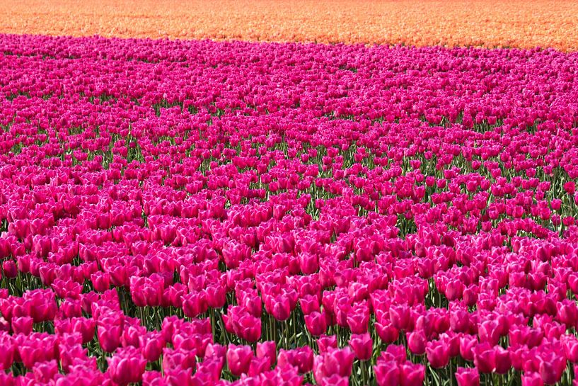 purple and orange tulips in a tulip field by W J Kok