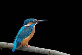 The kingfisher, a royal bird! by Marjon Woudboer