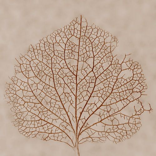 La structure de l'impermanence : un pétale d'hortensia sur Marjolijn van den Berg