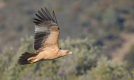 Keizerarend - Spanish Imperial Eagle van Pascal De Munck