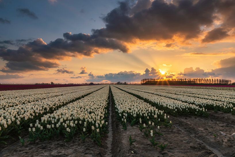 Tulipfield van Jan Koppelaar
