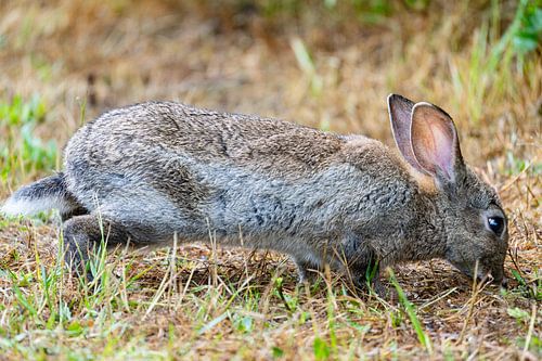 Rabbit makes himself tall.