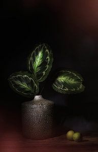 Die Natur als Künstler . Stillleben mit