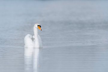 Anmutig von Patrick van Os