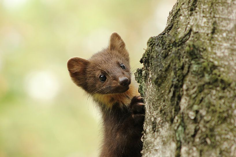 Tree marten by Martijn Buitenkamp