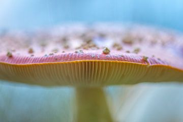 Agaric tue-mouches sur Gretha Andeweg