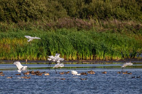 Spoonbills in the Water in Friesland.