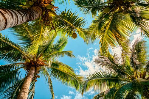 Palm uitzicht hemel