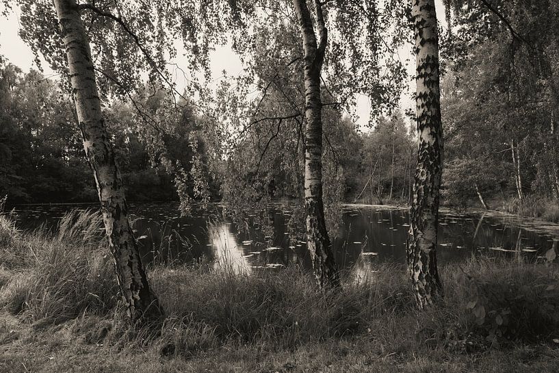 Drie berkenbomen voor een vijver van Holger W. Spieker