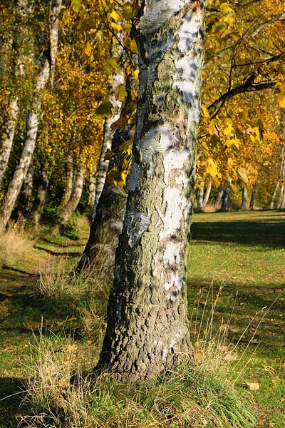 Berken in de herfst van Ostsee Bilder