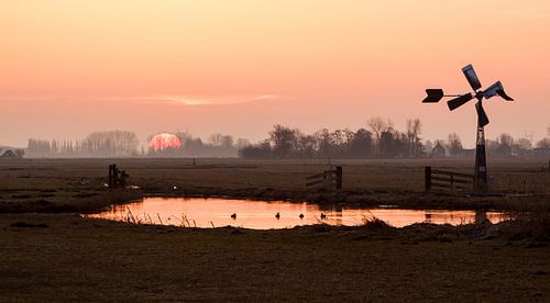 molentje in de Eilandspolder