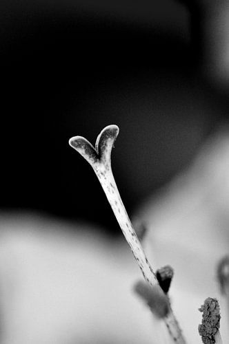 Hart - amaryllis - zwart wit